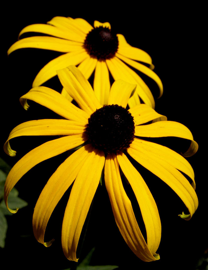 Beauty in yellow Photograph by Kim Galluzzo