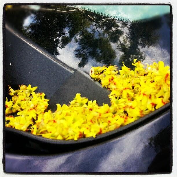 Car Photograph - Beauty Is Everywhere. #flowers #cars by Lisa Marchbanks