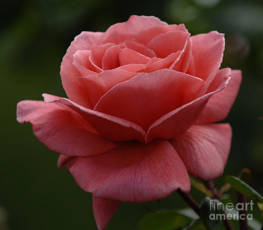 Rose Photograph - Beauty Of A Rose by Bob Christopher
