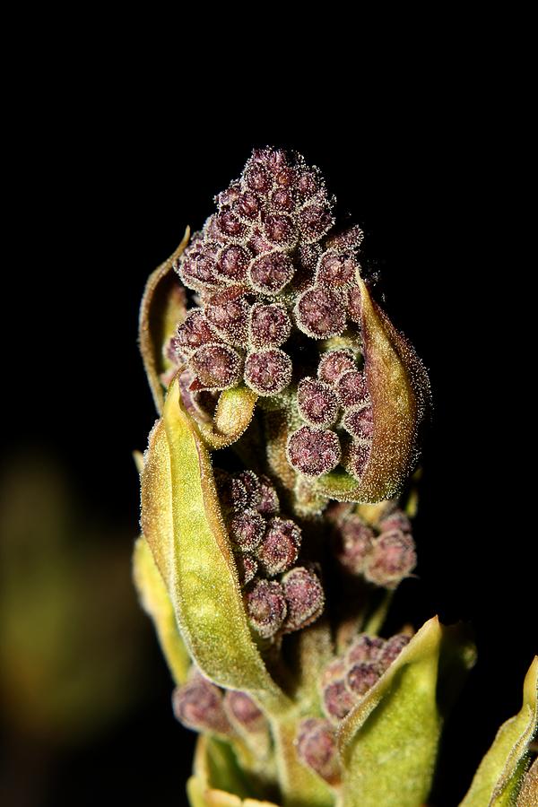 Beauty of Moscow Lilac Buds - 1 Photograph by Robert Morin