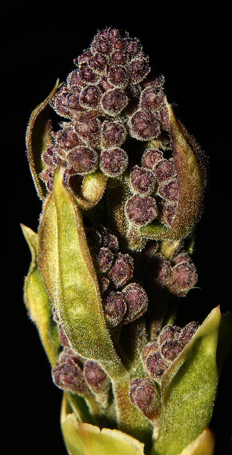Beauty of Moscow Lilac Buds - 2 Photograph by Robert Morin