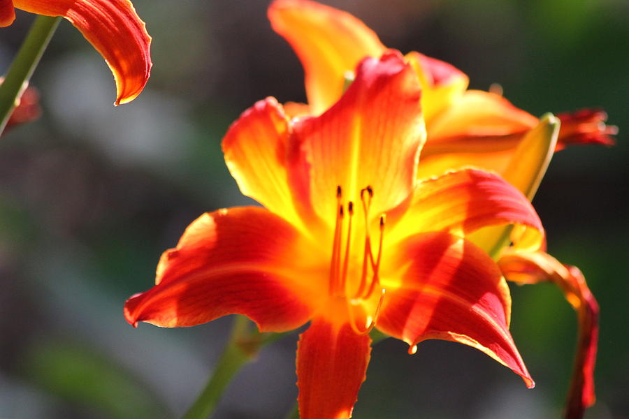 Beauty of Summer Photograph by Mike Stouffer - Fine Art America