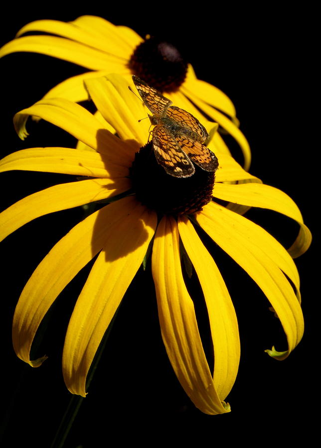 Beauty on a flower Flower with a beauty Photograph by Kim Galluzzo Wozniak