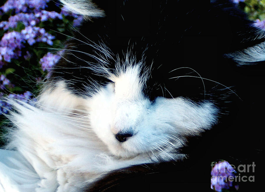 Beauty Sleep by Elinor Mavor Beauty Sleep by Elinor Mavor