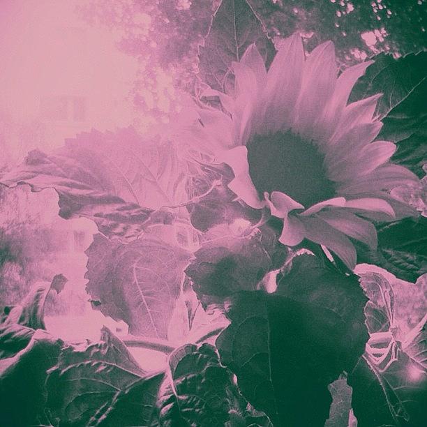 Sunflower Photograph - Beauty. #sunflower #flower #nature by Simone Gruber