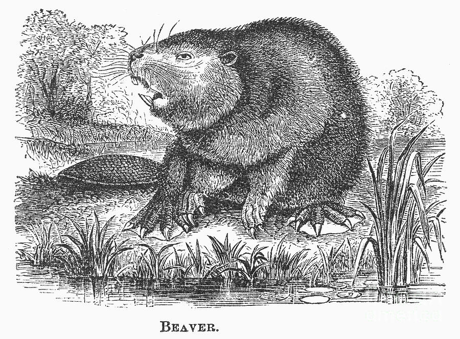 Beaver, 1873 Photograph by Granger - Pixels