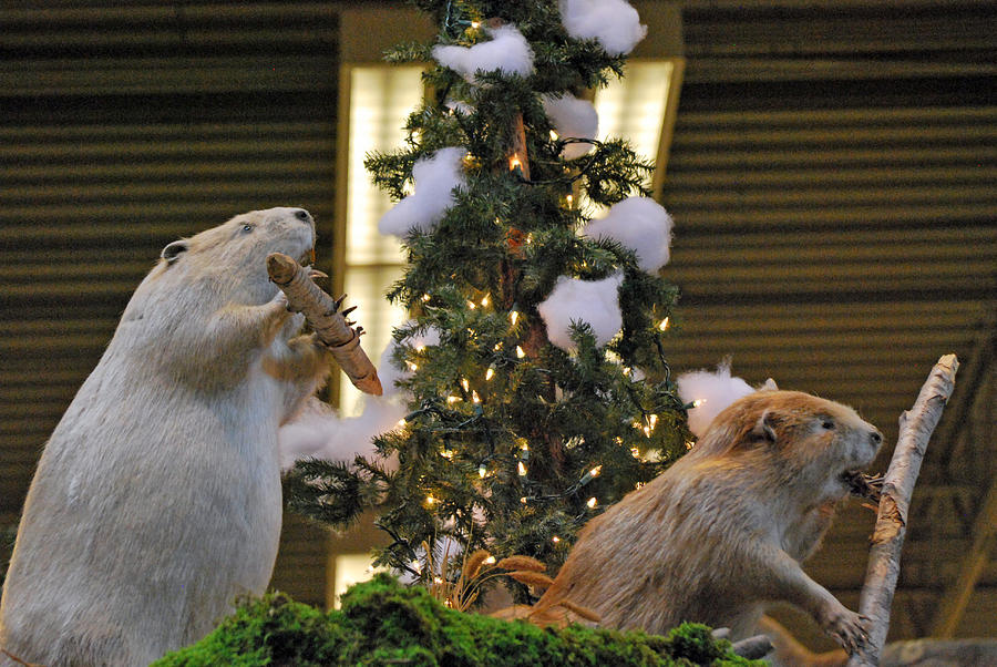 Beaver Christmas Photograph by Teresa Blanton