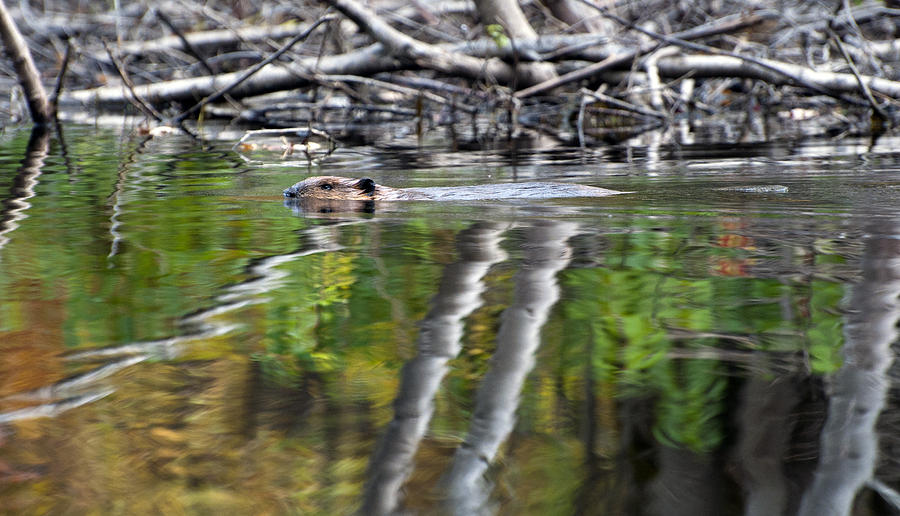 Beaver Photograph by Glenn Gordon