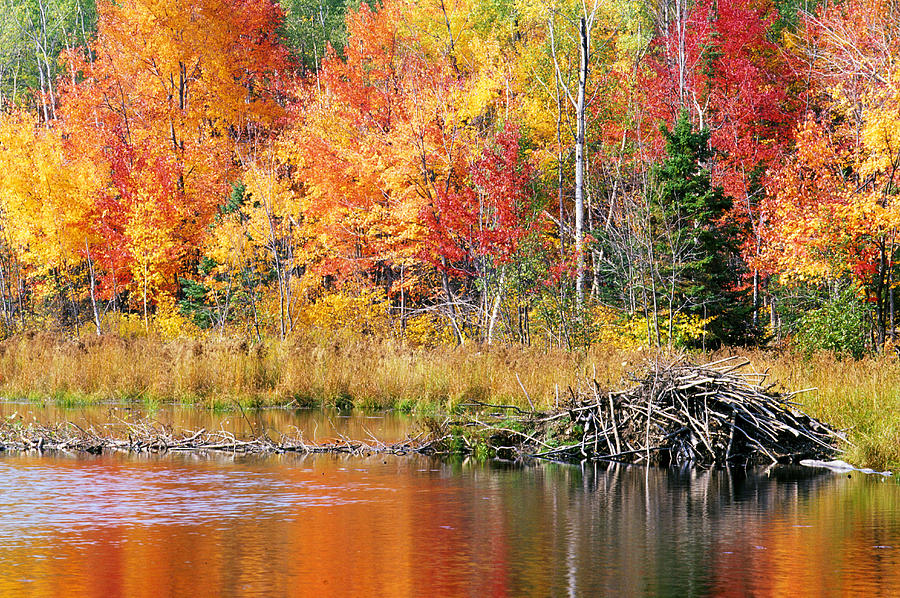 Beaver Lodge in Autumn Photograph by Larry Allan - Fine Art America