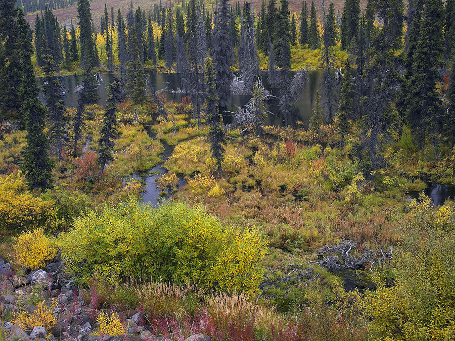 Beaver Pond Amid Boreal Forest Photograph by Tim Fitzharris