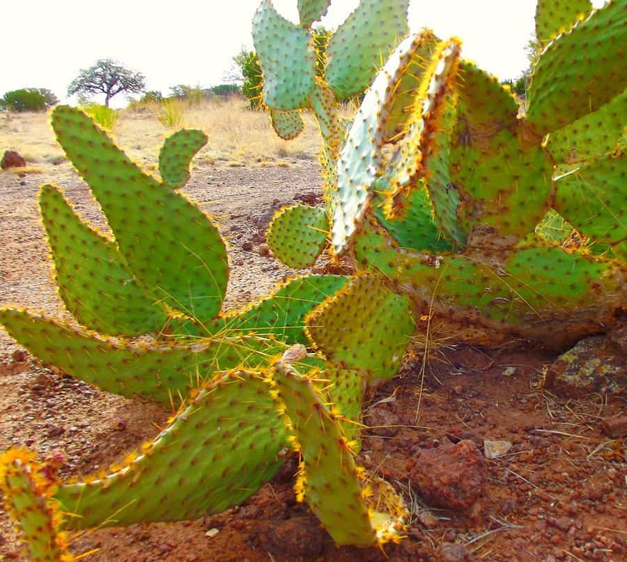 Beavertail Cactus In The Sun Photograph by Megan Ford-Miller