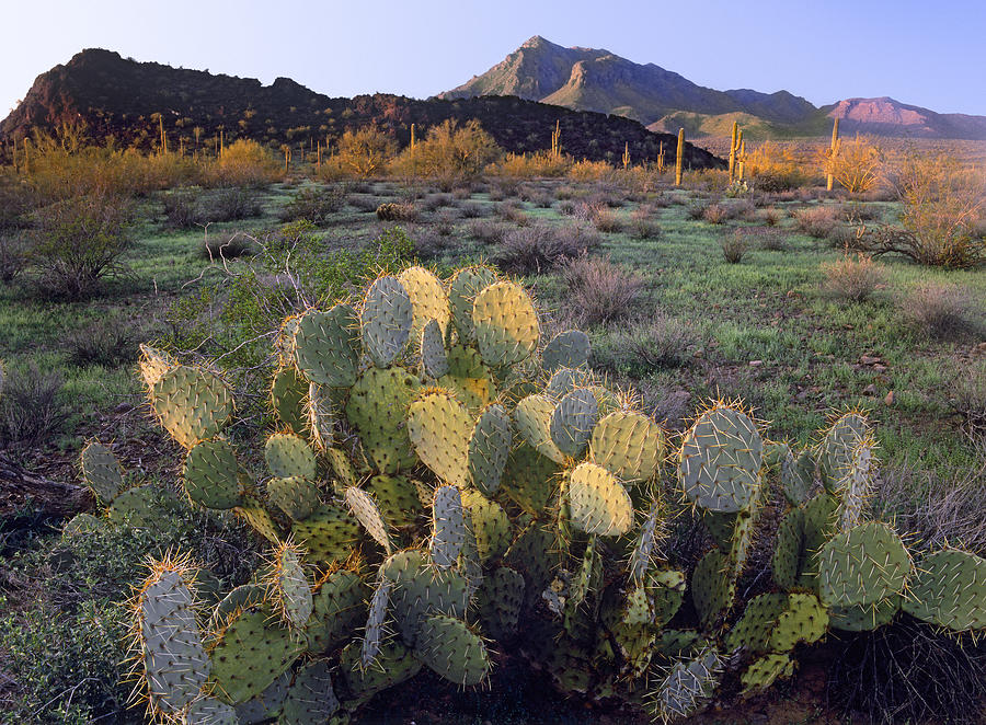 Beavertail Cactus With Picacho Mountain Photograph by Tim Fitzharris