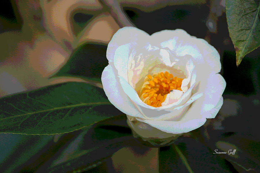 Nature Photograph - Bedazzling White Camellia by Suzanne Gaff