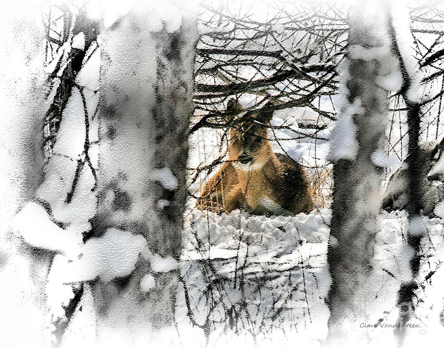Bedded Deer Photograph by Clare VanderVeen