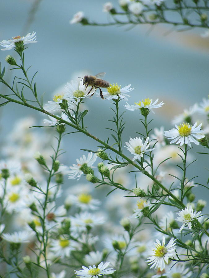 Bee 1 Photograph by Anita Burgermeister