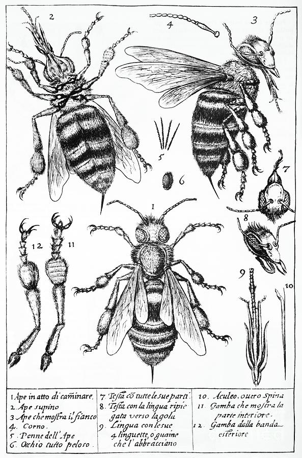Bee Anatomy Historical Illustration Photograph by SPL and Photo Researchers