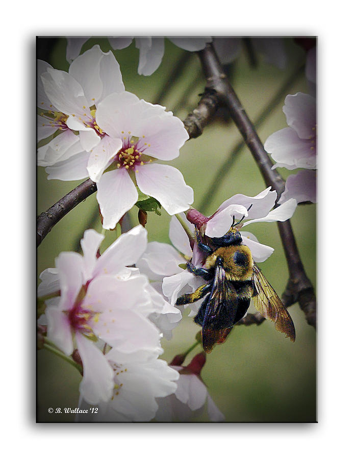 Bee And Blossoms Photograph by Brian Wallace