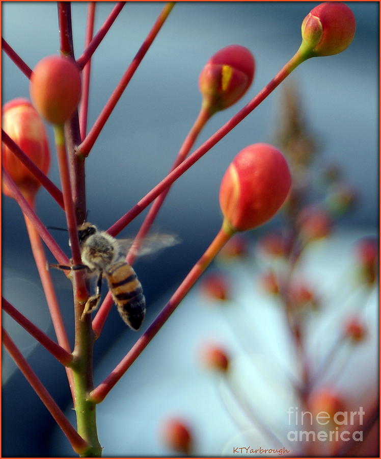 Bee and Buds Photograph by Kim Yarbrough