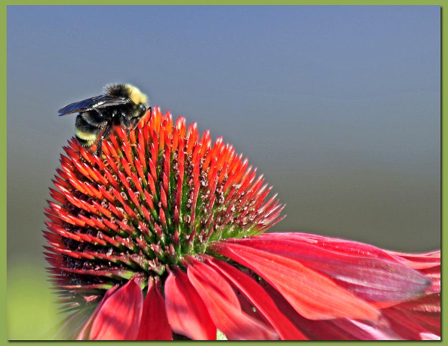 Bee and Coneflower Photograph by Chris Anderson