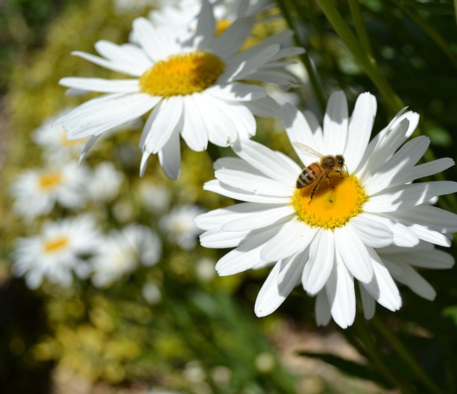 Bee And Daisies Photograph by P S