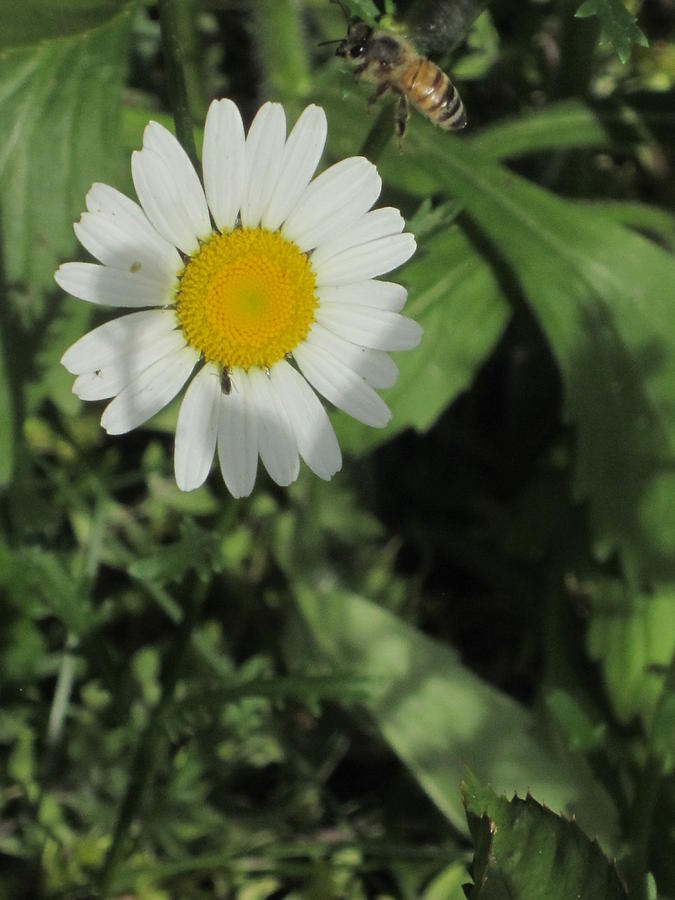 Bee and Daisy Photograph by Guy Ricketts - Fine Art America