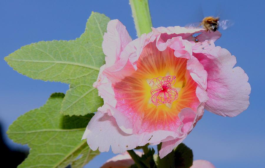 Insects Photograph - Bee and Flower by Scott Brown