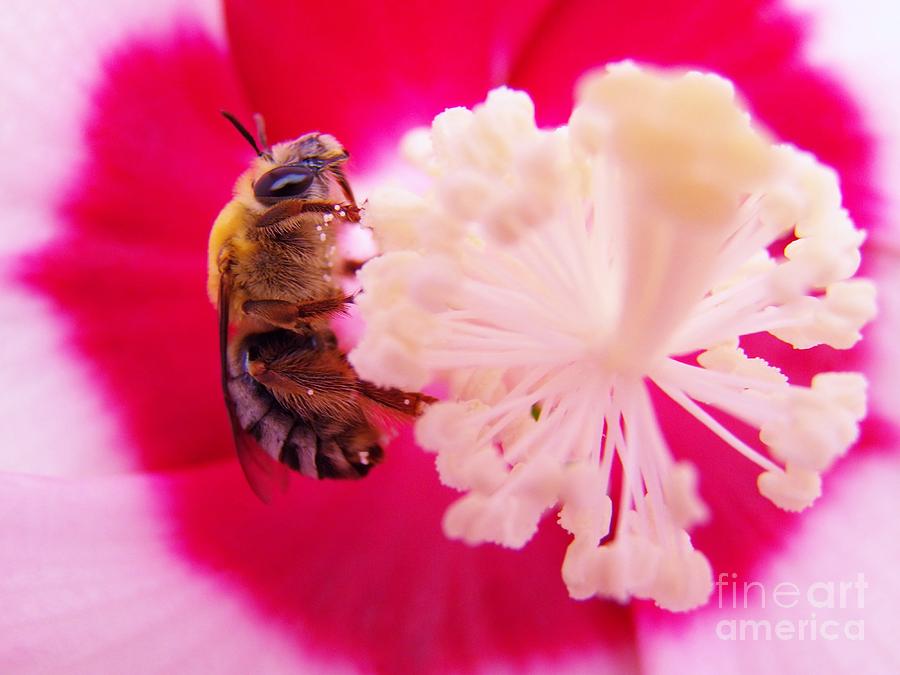 Bee and Hibiscus Photograph by Judy Via-Wolff