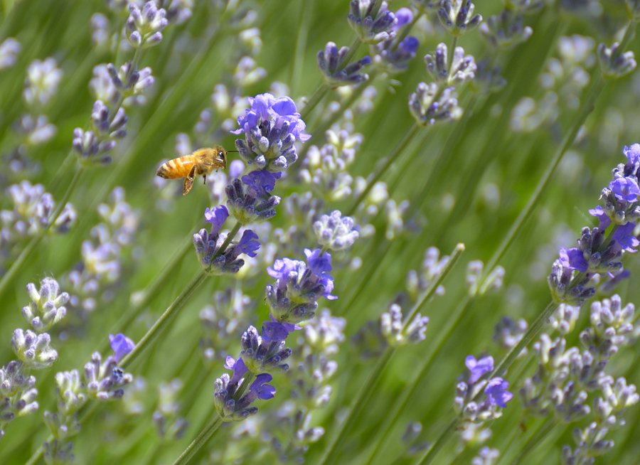 Bee and lavender Photograph by Loree Johnson