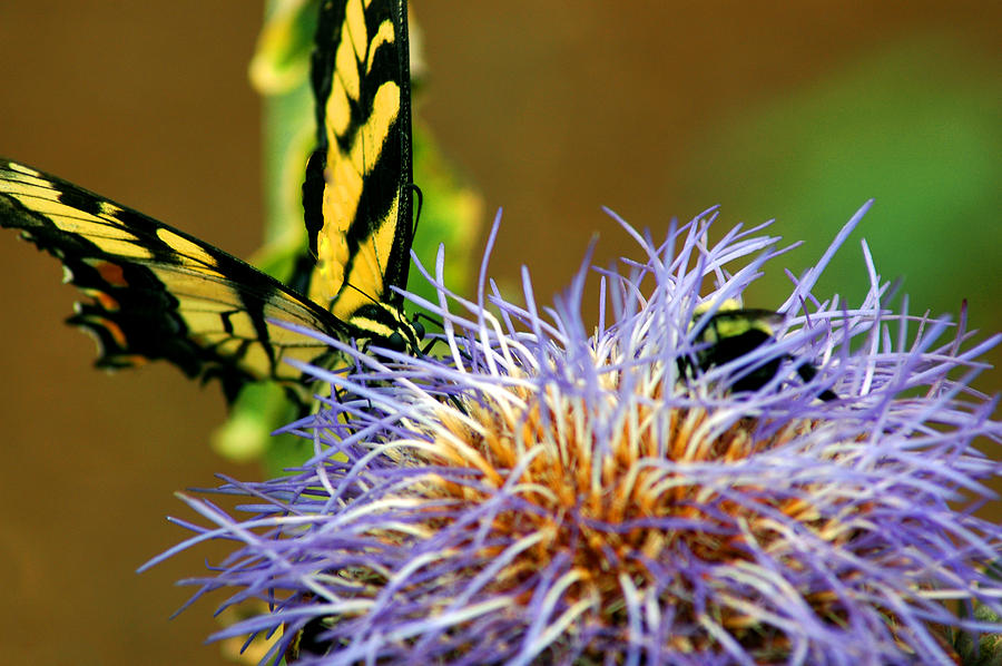 Bee and the Butterfly Photograph by LeeAnn McLaneGoetz McLaneGoetzStudioLLCcom