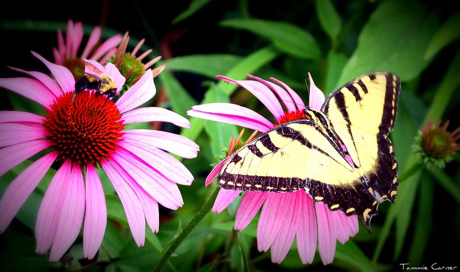 Bee and the Butterfly Photograph by Tammie Jones - Fine Art America