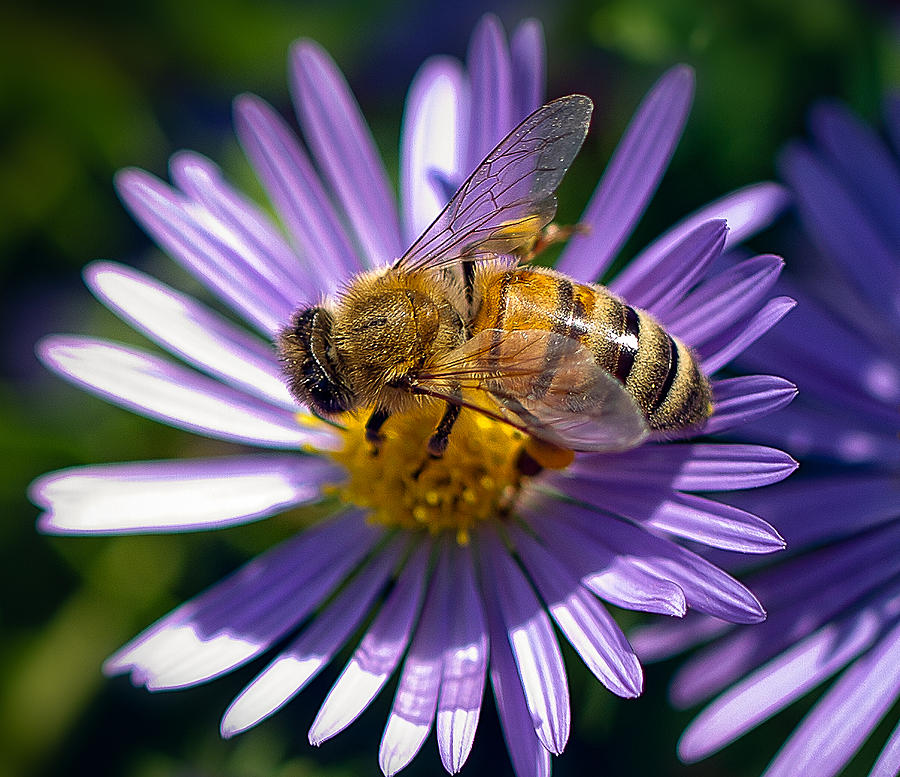 Bee Photograph by Anna Rumiantseva