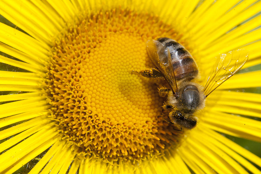 Bee Apidae On Alpine Sunflower Photograph by Matthias Breiter