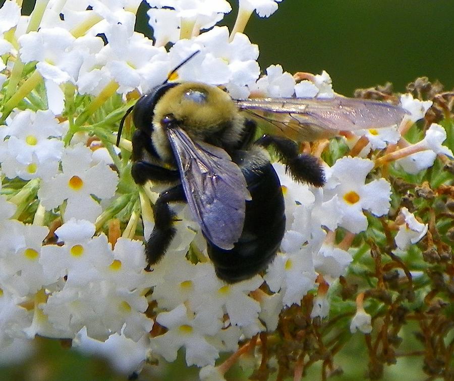 Bee At Work Photograph by Gerald Kloss