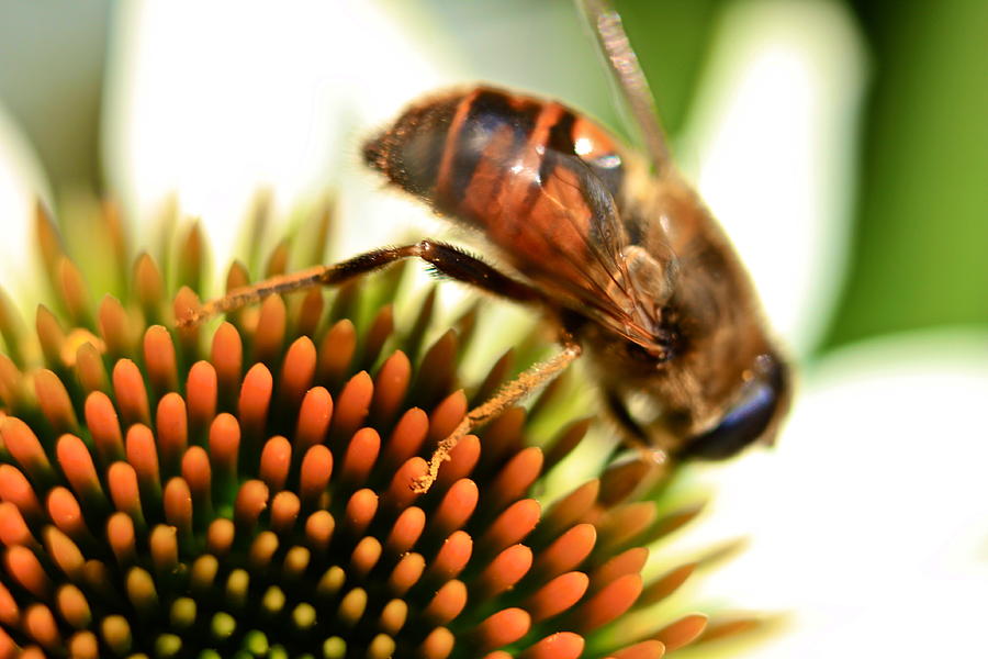 Wildlife Photograph - Bee at work by Jordan Drapeau