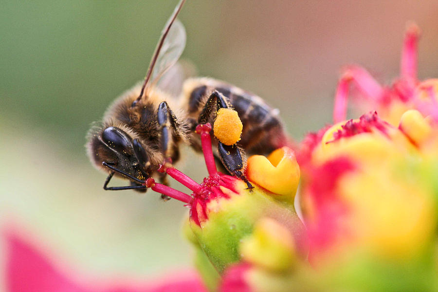 Insects Photograph - Bee At Work by Ralf Kaiser