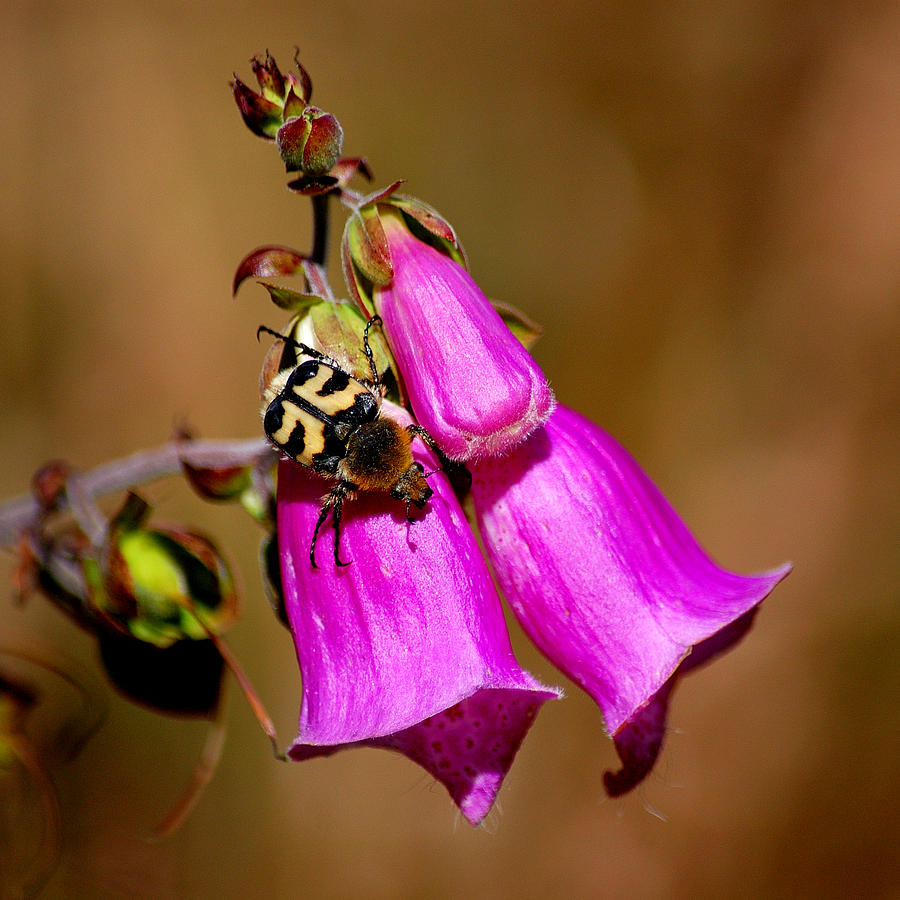 Bee beetle Photograph by Gavin Macrae