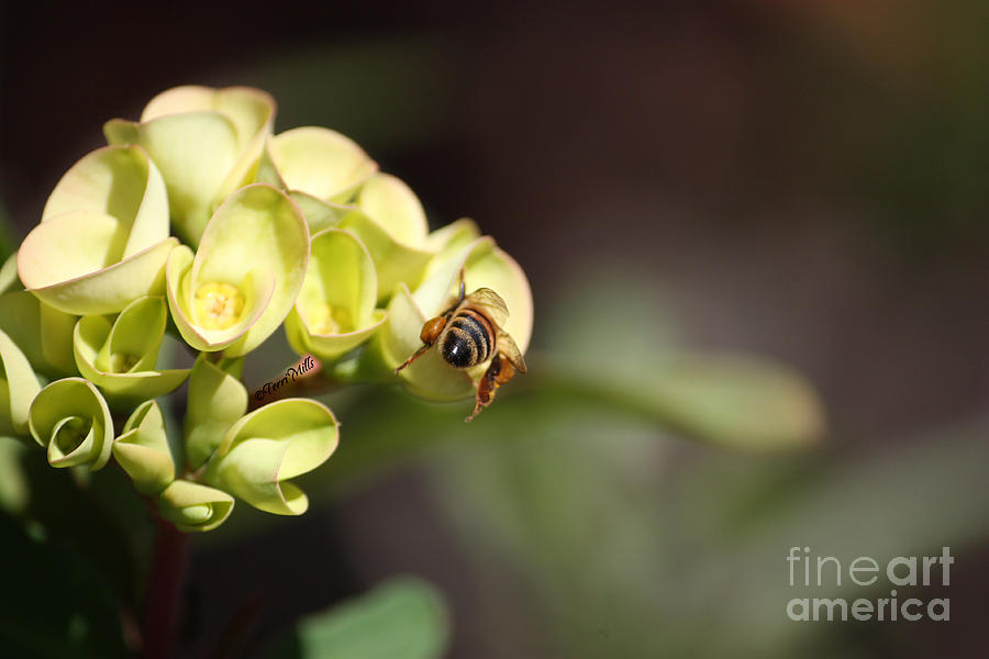 Bee Butt Photograph by Terri Mills