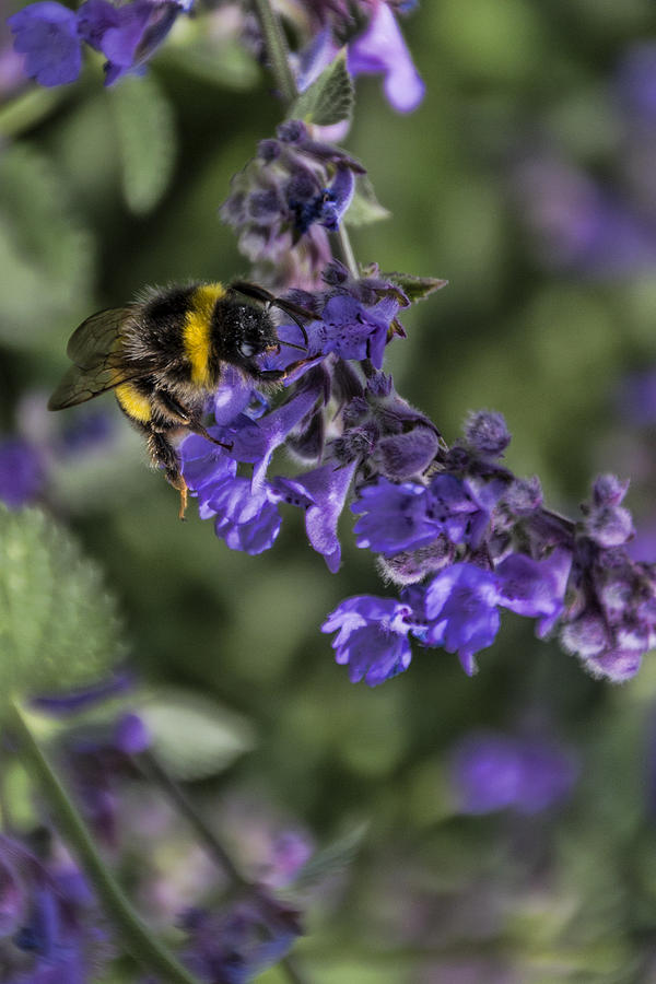 Bee Photograph by David Gleeson