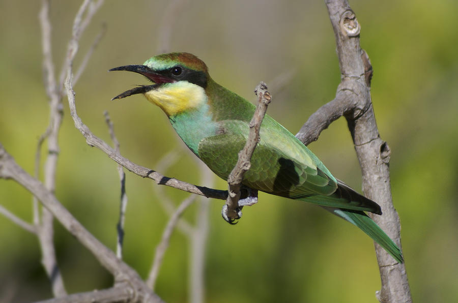 Bird Photograph - Bee-eater by Perry Van Munster