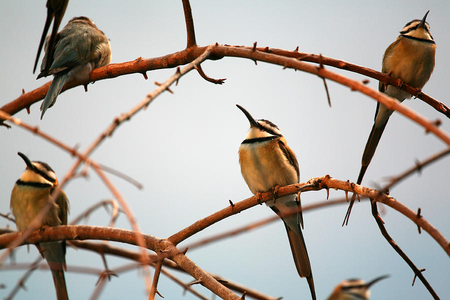 Bird Photograph - Bee Eaters by Karol Livote