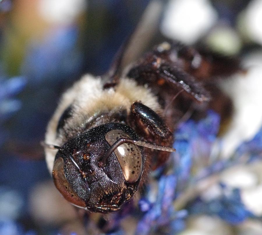 Bee Eyes Photograph by Gerald Kloss