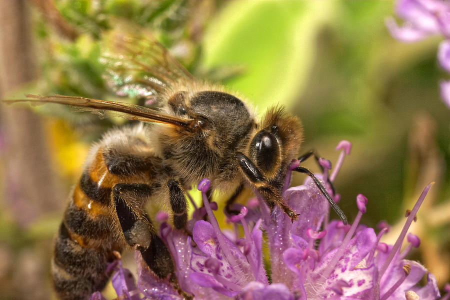 Bee feeding on thyme Photograph by Paul Cowan