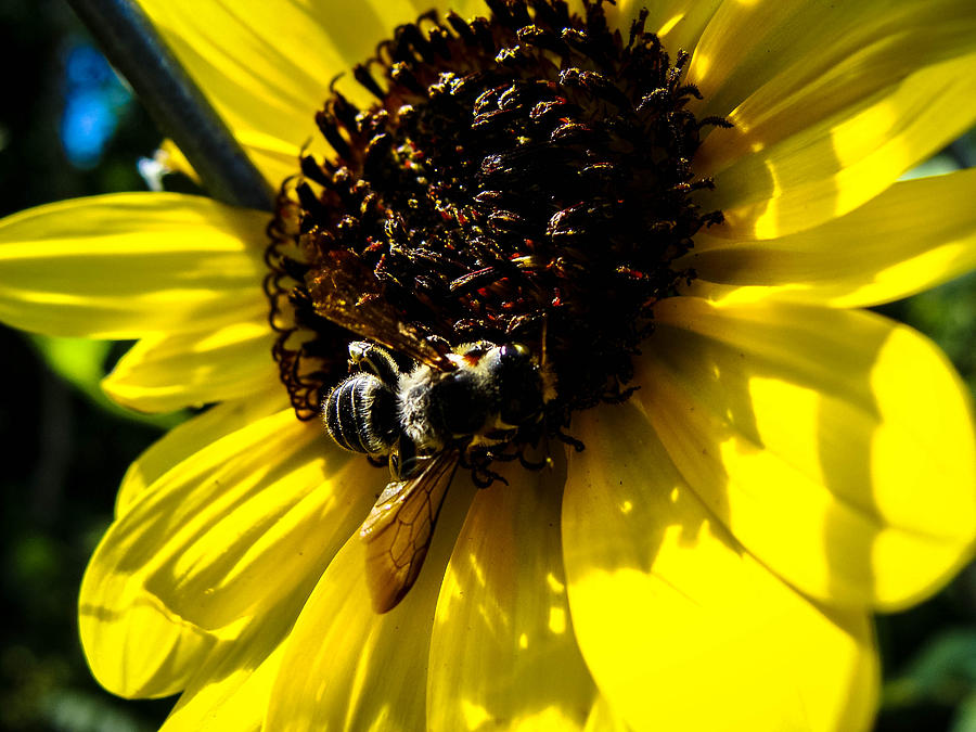 Bee Feeding Photograph by Stacy Michelle Smith