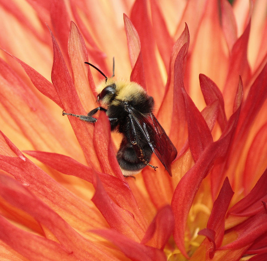 Bee Flambe Photograph by Chris Anderson