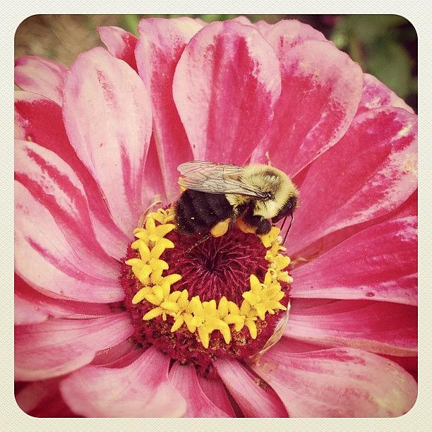 Nature Photograph - #bee #flower #garden #pink #zinnia by Shannon Ferguson