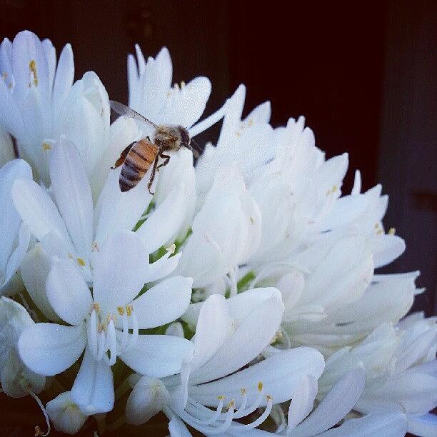 Summer Photograph - #bee #flower #summer #white #flora by Saul Jesse Beas