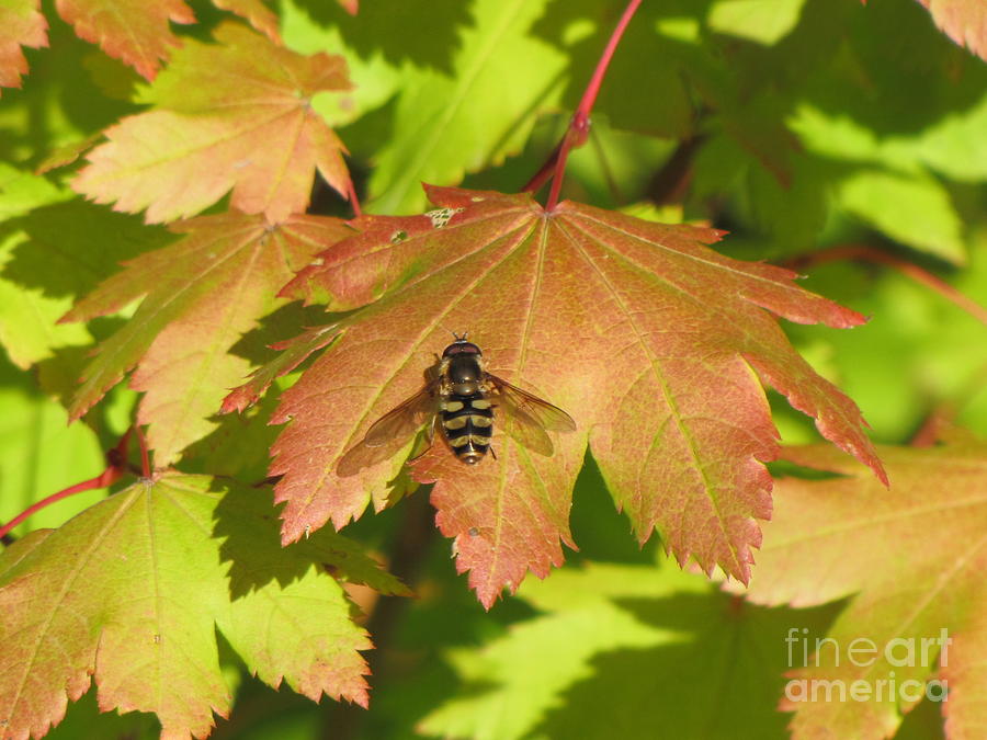 Bee Fly on Maple Leaf Photograph by Michele Penner