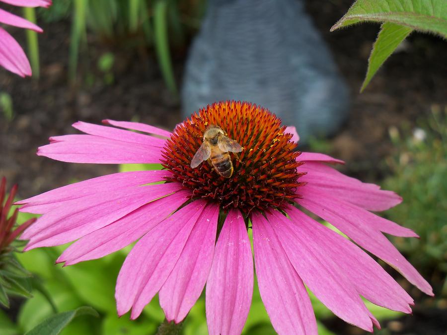 Bee Gathering Pollen on Cone Flower Photograph by Corinne Elizabeth Cowherd