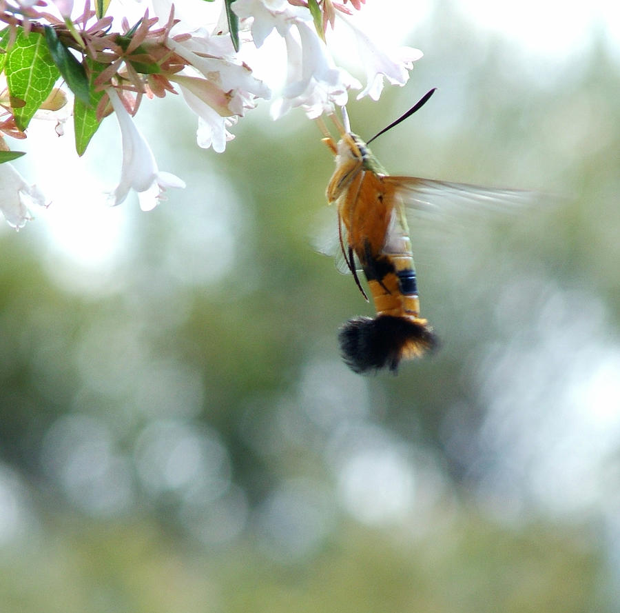 Bee Hawk Moth Cephonodes kingii Photograph by Alex Mortensen