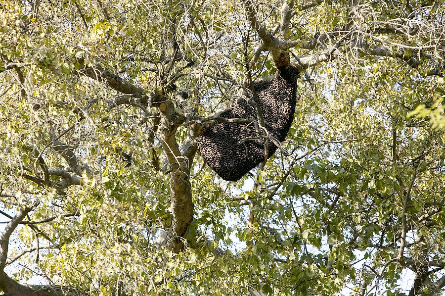 Insects Photograph - Bee Hive In A Tree by Colin Cuthbert